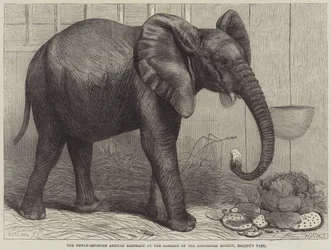 Il nuovo elefante africano importato nei giardini della Zoological Society, Regent